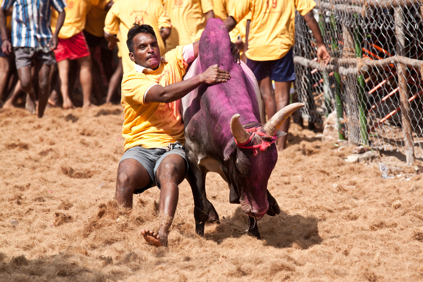 Young Tamil men participating in the Jallikattu bull-taming festival with decorated bulls