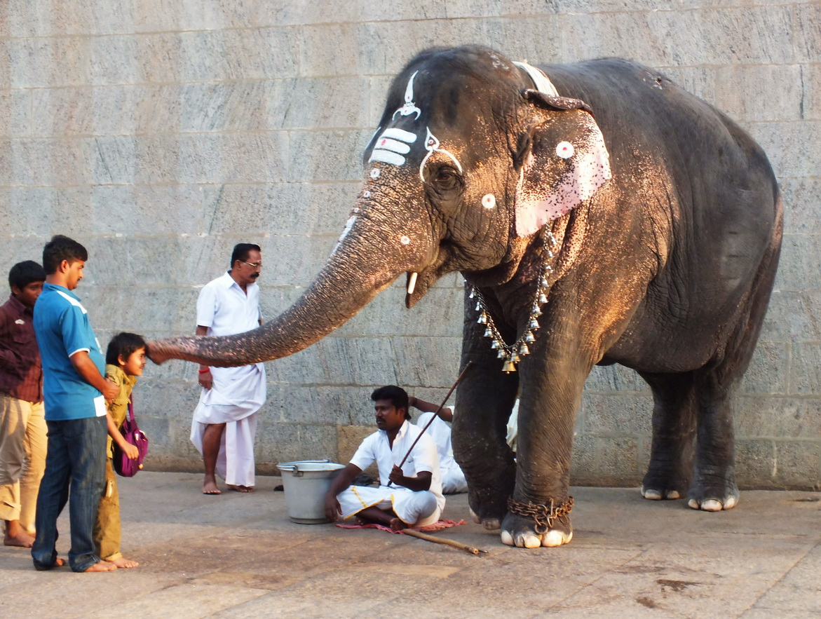 Devotees walking through vibrant temple corridors in Tamil Nadu's sacred towns
